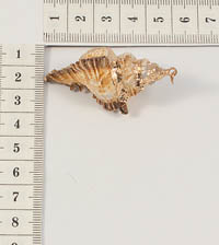 ����� �� �������. 37053��